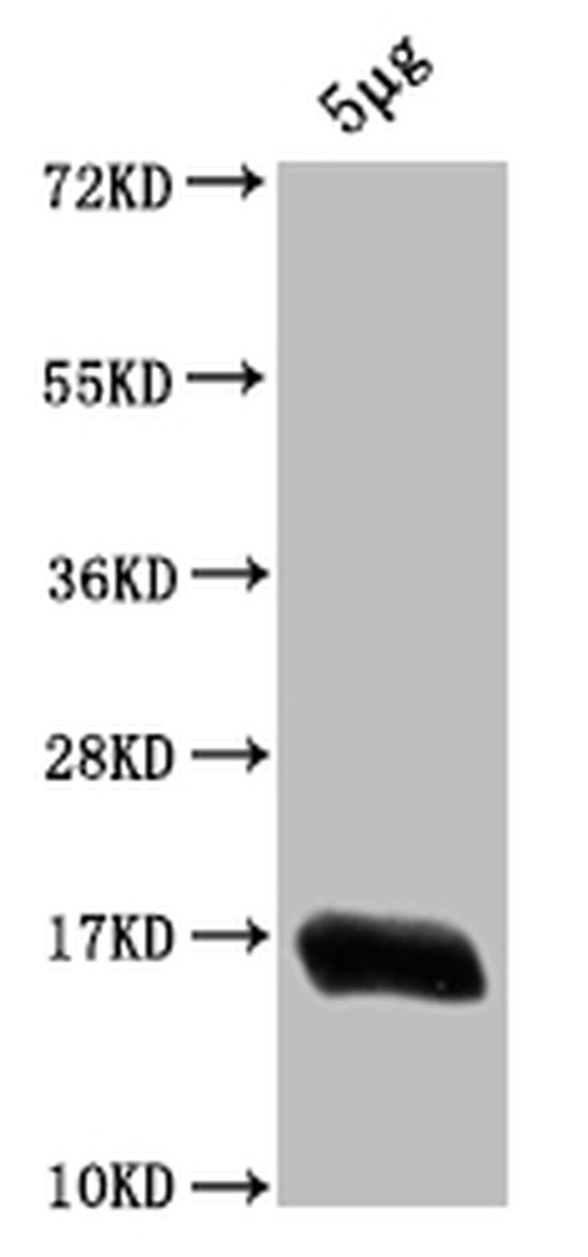 E. coli (strain K12) H-NS Antibody in Western Blot (WB)