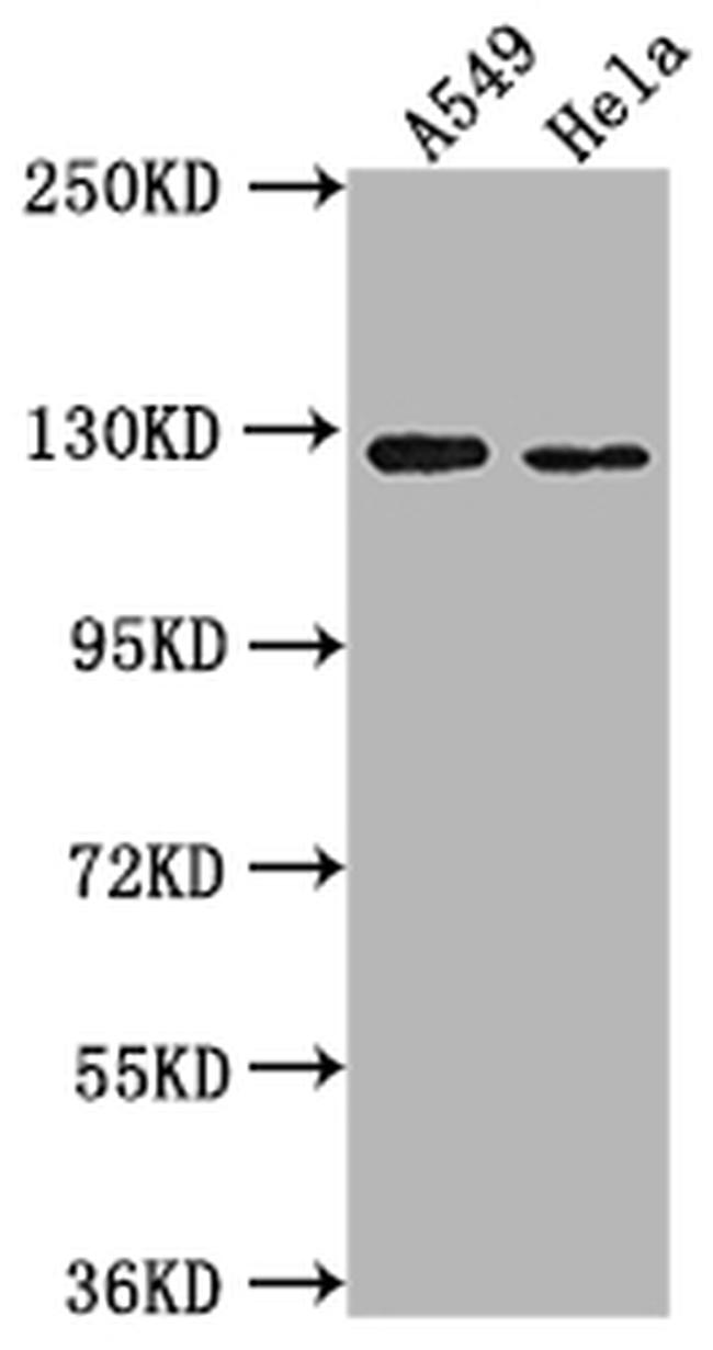 IGSF3 Antibody in Western Blot (WB)