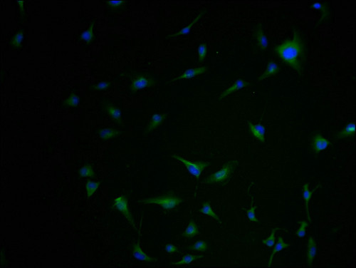 Kir2.2 (KCNJ12) Antibody in Immunocytochemistry (ICC/IF)