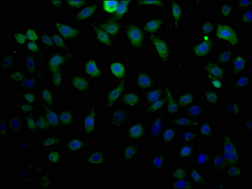 LTC4S Antibody in Immunocytochemistry (ICC/IF)