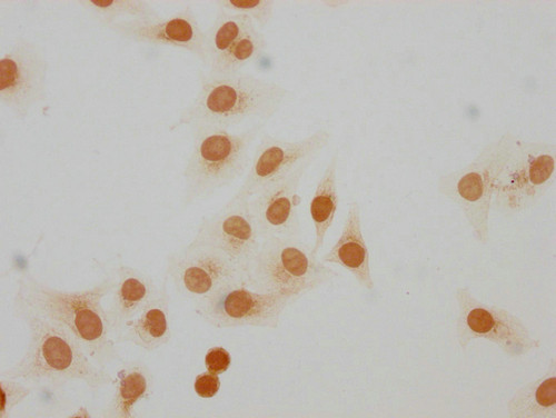 Mono-Methyl-Histone H2A.Z (Lys7) Antibody in Immunocytochemistry (ICC/IF)