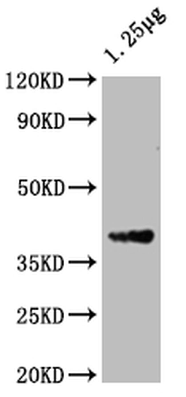 ompF Antibody in Western Blot (WB)