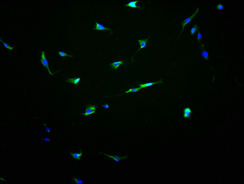 OR13C8 Antibody in Immunocytochemistry (ICC/IF)