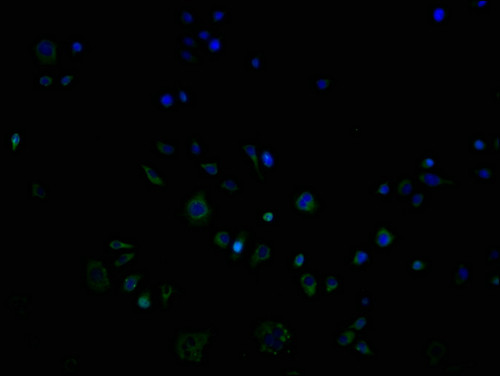 OR9G1 Antibody in Immunocytochemistry (ICC/IF)