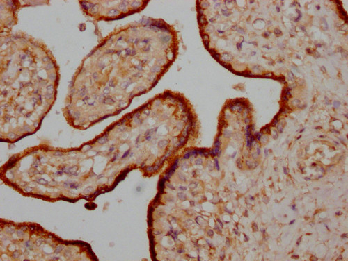 Osteocrin Antibody in Immunohistochemistry (Paraffin) (IHC (P))