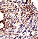 GCNT1 Antibody in Immunohistochemistry (Paraffin) (IHC (P))