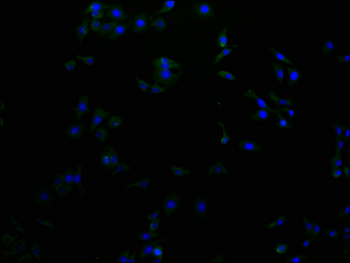 RHBDF2 Antibody in Immunocytochemistry (ICC/IF)