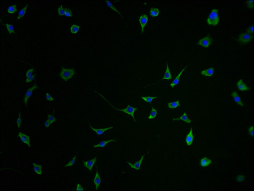 SEZ6 Antibody in Immunocytochemistry (ICC/IF)