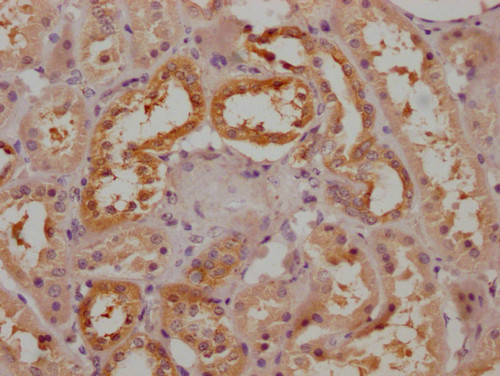 SPEF2 Antibody in Immunohistochemistry (Paraffin) (IHC (P))