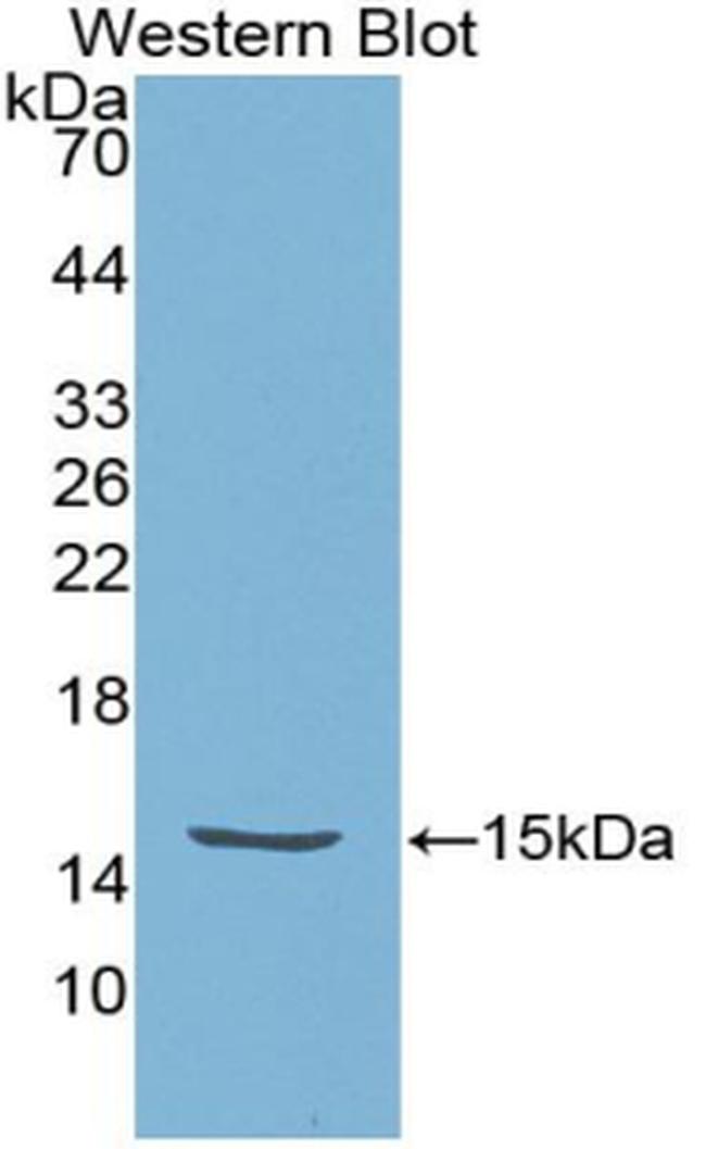 HTRA1 Antibody in Western Blot (WB)