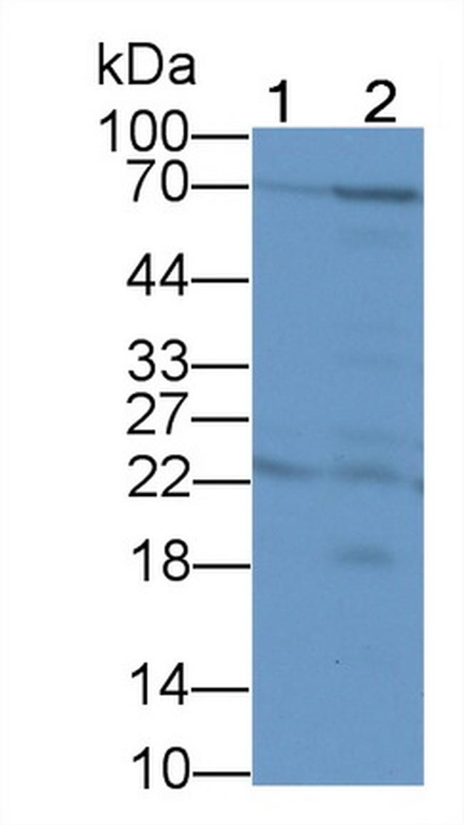 TCN1 Antibody in Western Blot (WB)