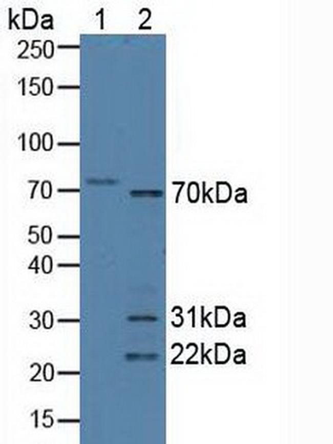 SYNC Antibody in Western Blot (WB)