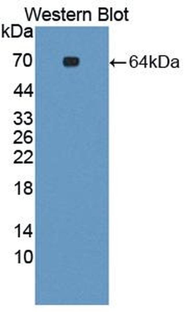 SYNC Antibody in Western Blot (WB)