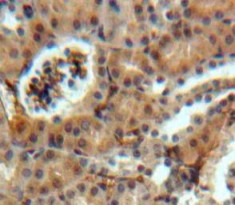 Sostdc1 Antibody in Immunohistochemistry (Paraffin) (IHC (P))