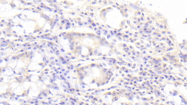 SGPL1 Antibody in Immunohistochemistry (Paraffin) (IHC (P))