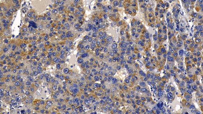 PGRP-S Antibody in Immunohistochemistry (Paraffin) (IHC (P))