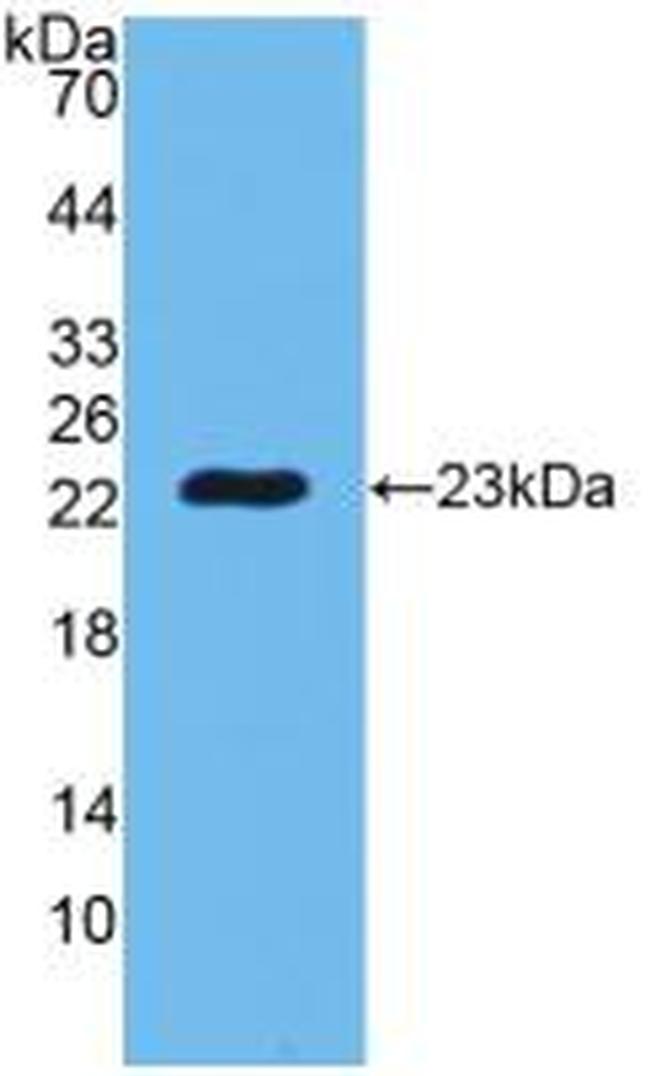 PGRP-S Antibody in Western Blot (WB)