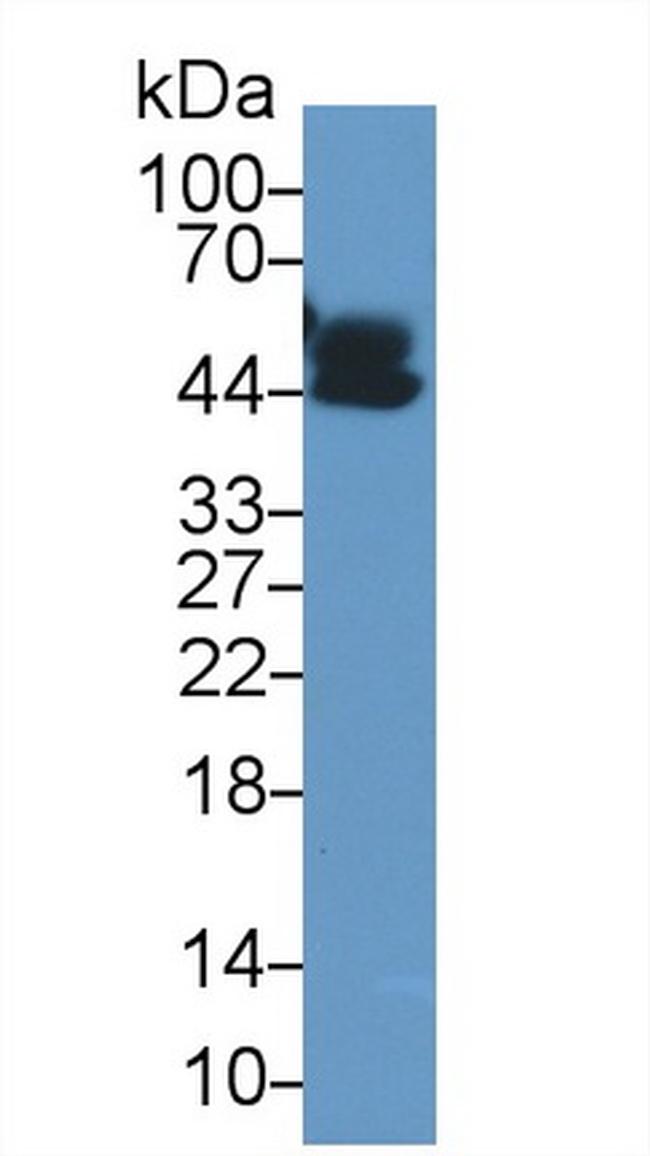 ORM1 Antibody in Western Blot (WB)