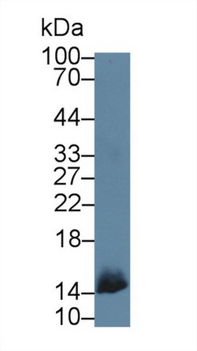 Oncomodulin Antibody in Western Blot (WB)