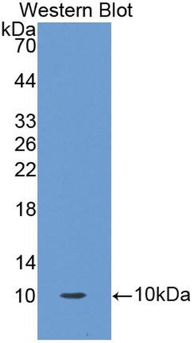 Oncomodulin Antibody in Western Blot (WB)