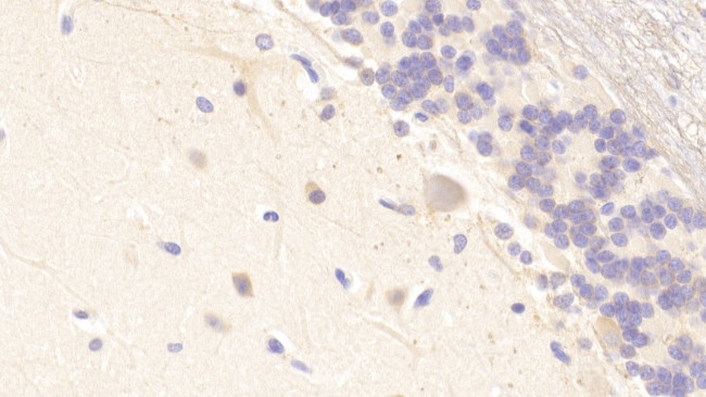 MXRA5 Antibody in Immunohistochemistry (Paraffin) (IHC (P))