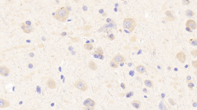 MXRA5 Antibody in Immunohistochemistry (Paraffin) (IHC (P))