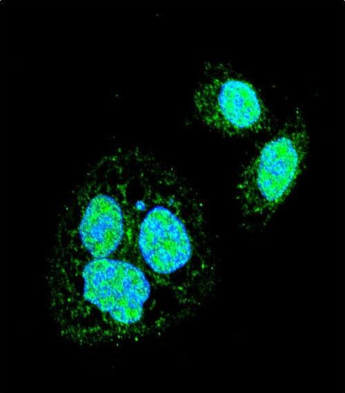 HSF1 Antibody in Immunocytochemistry (ICC/IF)