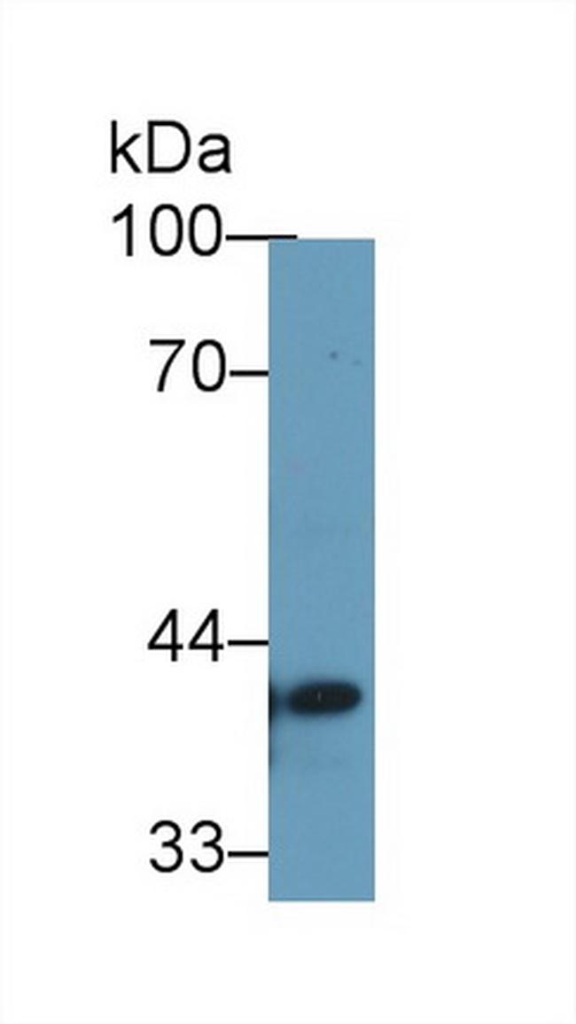 STING Antibody in Western Blot (WB)