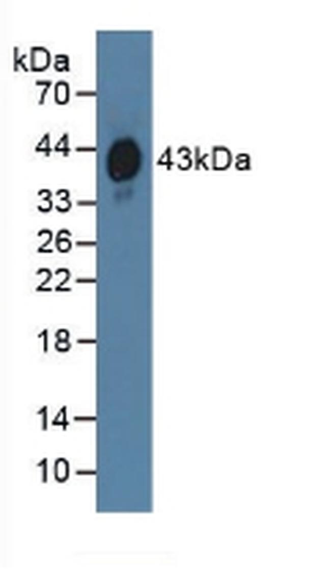 HPR Antibody in Western Blot (WB)