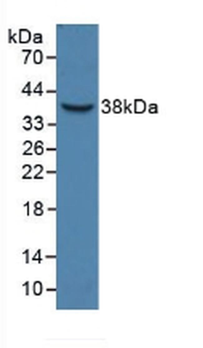 HPR Antibody in Western Blot (WB)