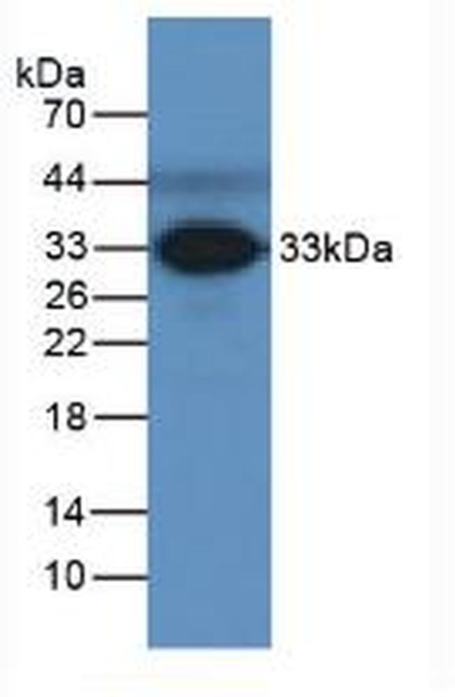 Ficolin 3 Antibody in Western Blot (WB)