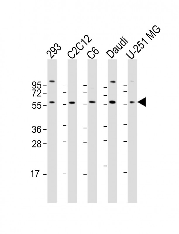 YY1 Antibody in Western Blot (WB)