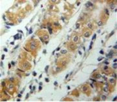 CXCL17 Antibody in Immunohistochemistry (Paraffin) (IHC (P))