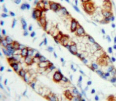 c-Mpl Antibody in Immunohistochemistry (Paraffin) (IHC (P))