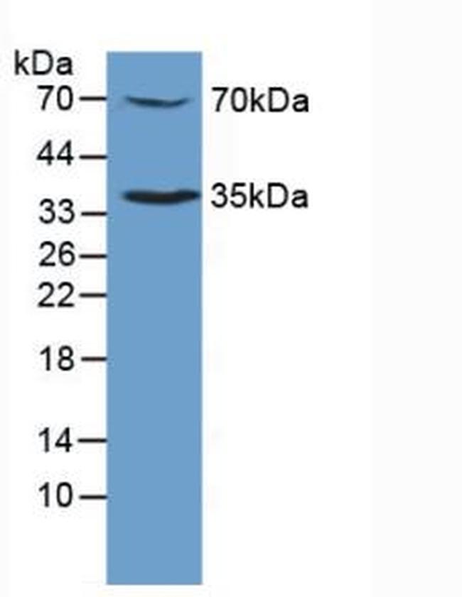 c-Mpl Antibody in Western Blot (WB)