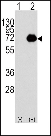 ACOX1 Antibody in Western Blot (WB)