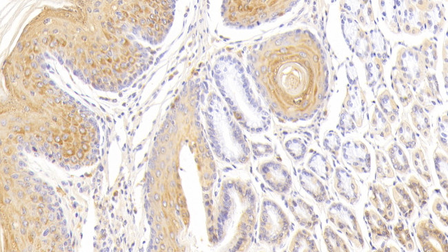 cGAS Antibody in Immunohistochemistry (Paraffin) (IHC (P))