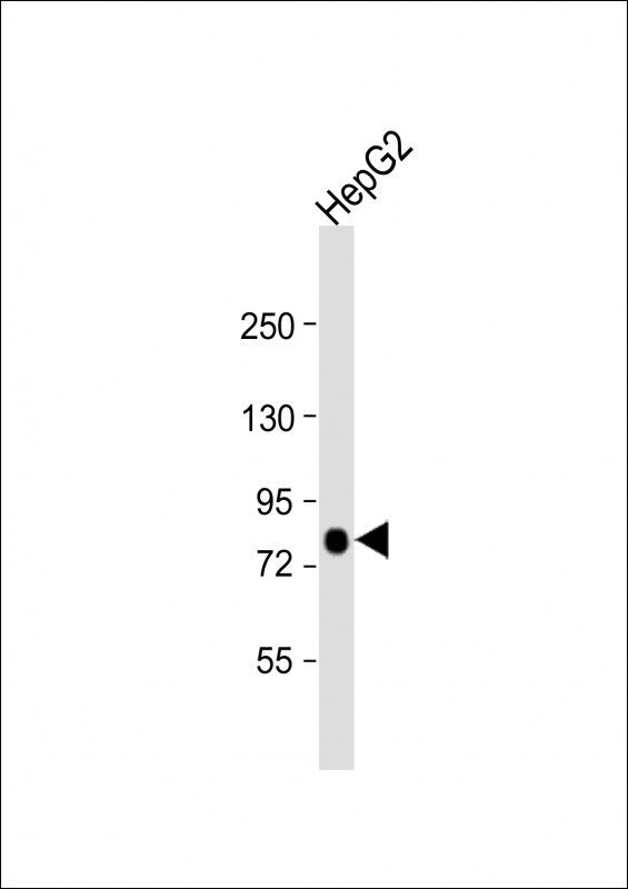 ACSL4 Antibody in Western Blot (WB)