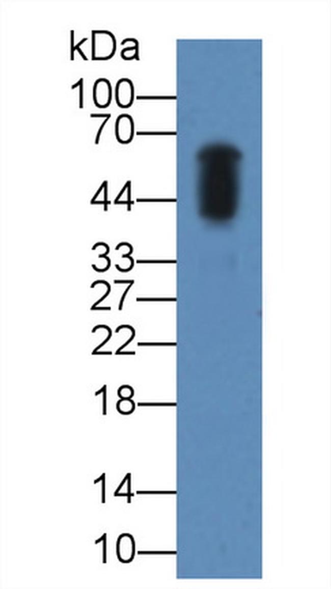 Amylase alpha Antibody in Western Blot (WB)