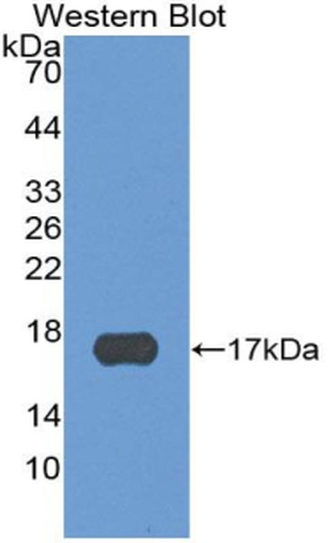 CXCL13 Antibody in Western Blot (WB)