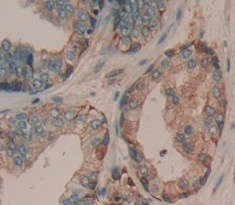 ADAMTS16 Antibody in Immunohistochemistry (Paraffin) (IHC (P))