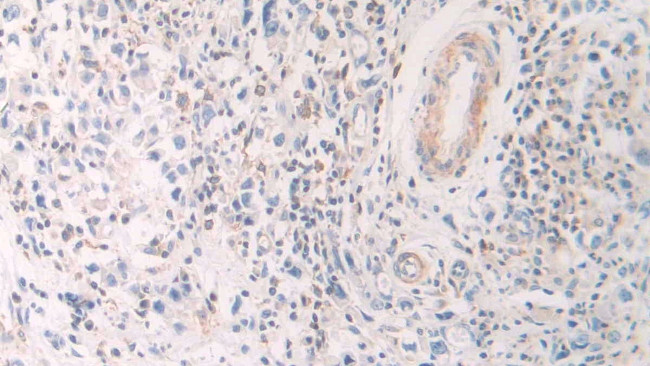 A26C2 Antibody in Immunohistochemistry (Paraffin) (IHC (P))