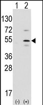 PTF1A Antibody in Western Blot (WB)