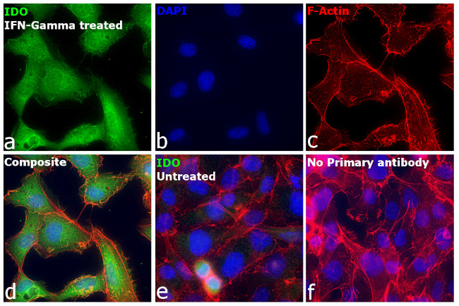 IDO Antibody in Immunocytochemistry (ICC/IF)