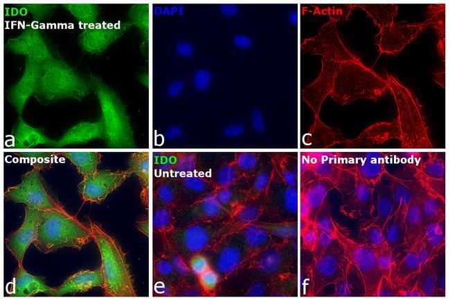 IDO Antibody