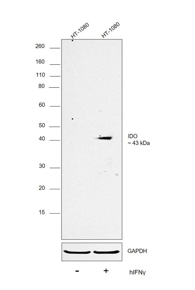 IDO Antibody in Western Blot (WB)