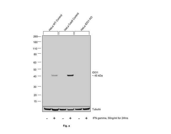 IDO Antibody in Western Blot (WB)