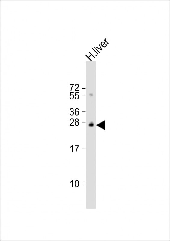 Sigma-1 Receptor Antibody in Western Blot (WB)