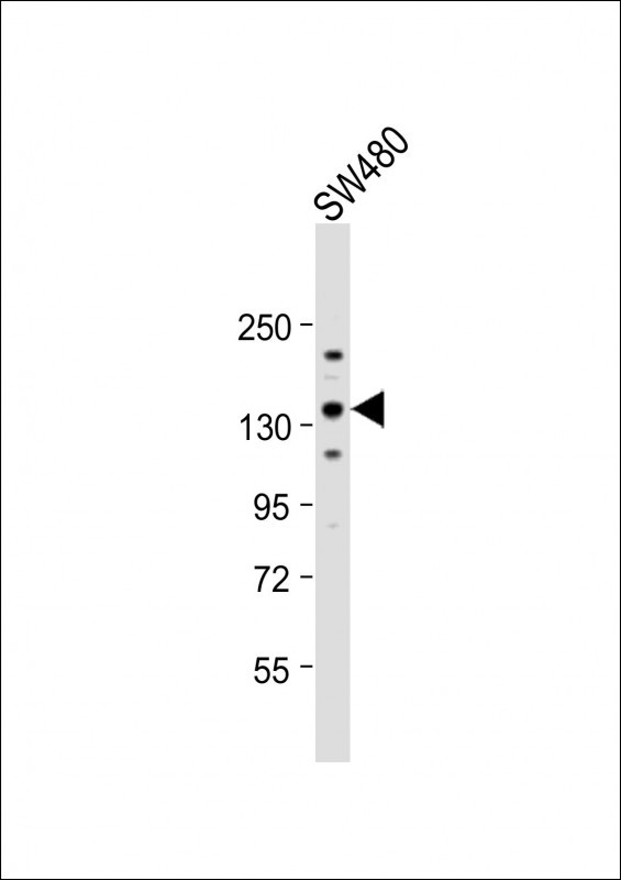 CD49f Antibody in Western Blot (WB)