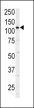 CD49f Antibody in Western Blot (WB)